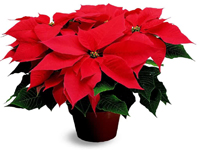 Poinsettias