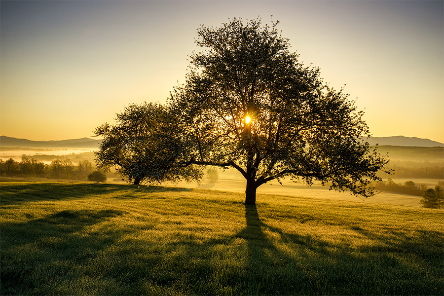 Four Seasons Tree